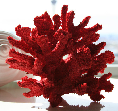 coral healing properties